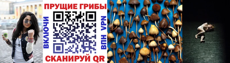 Галлюциногенные грибы Psilocybe Радужный